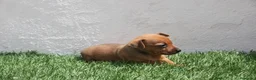 Raza Mixta perros en venta: Minijack - Anuncio 22