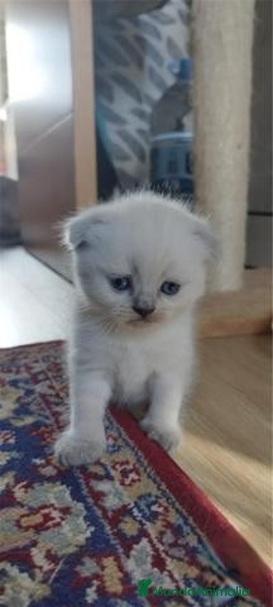 Scottish Fold gatos en venta: Scottish fold sealt point en Madrid - Imagen 2
