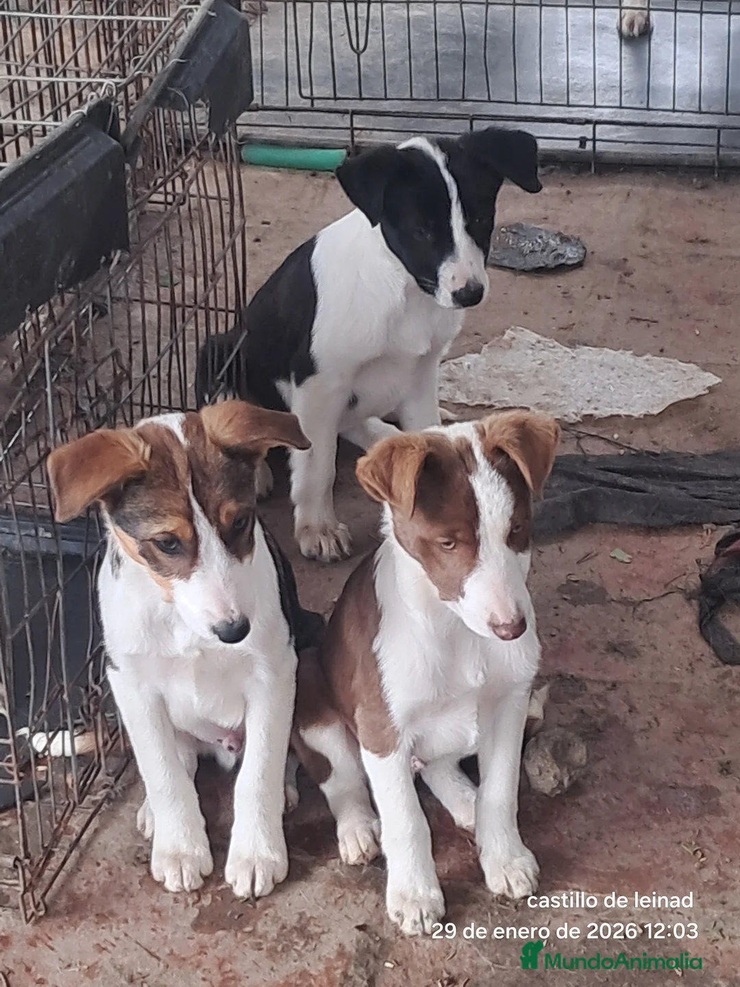 Border Collie perros en venta: Border collie  - Anuncio 3