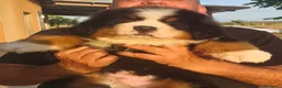 Boyero de Berna perros en venta: Boyero de berna  - Anuncio 4