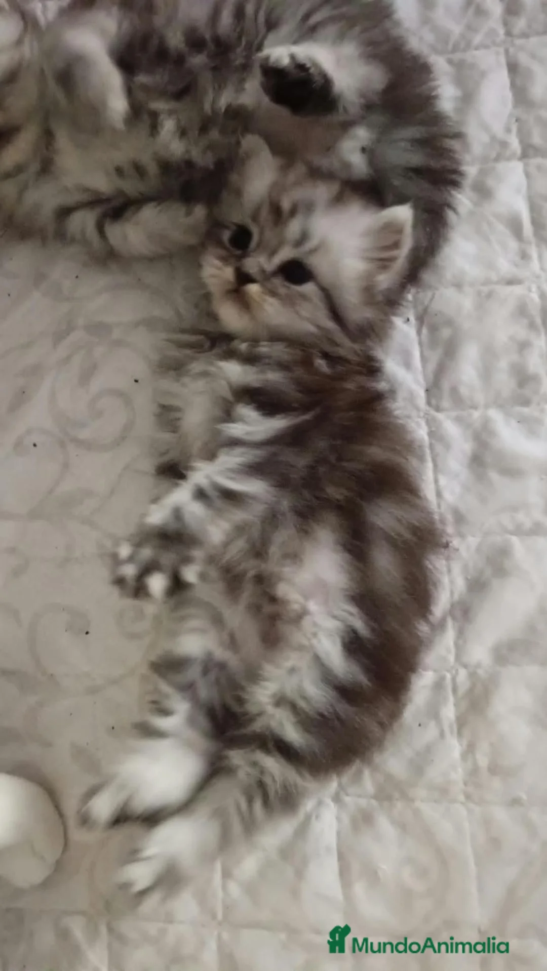 Persa gatos en venta: Gatos persa silver - Anuncio 2