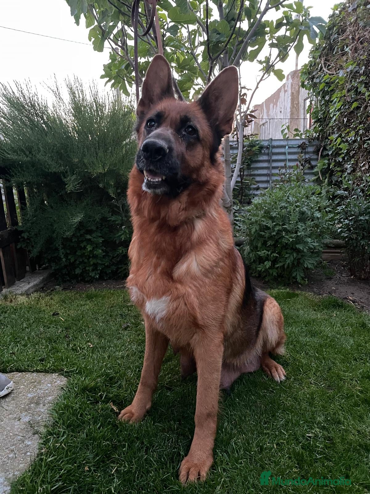 Pastor Alemán perros Cachorros de pastor alemán  - Anuncio 1