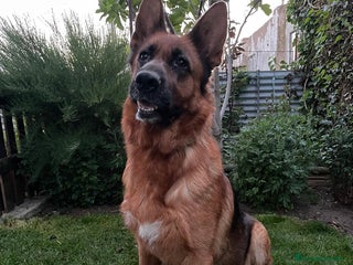 Pastor Alemán perros Cachorros de pastor alemán - Anuncio 1