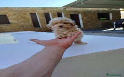 Maltipoo perros en venta: Maltipoo toy  - Imagen 2