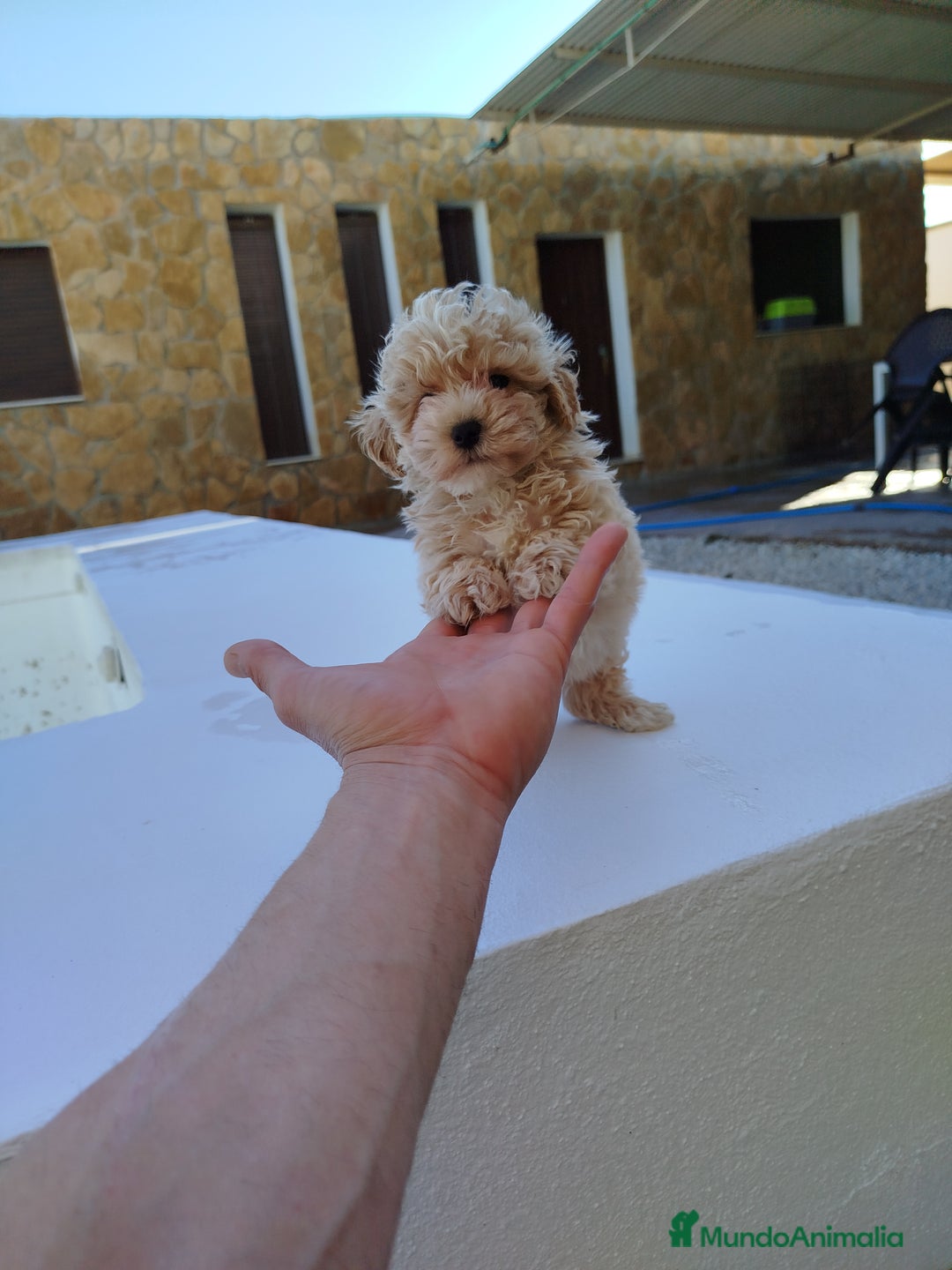 Maltipoo perros en venta: Maltipoo toy  - Imagen 2