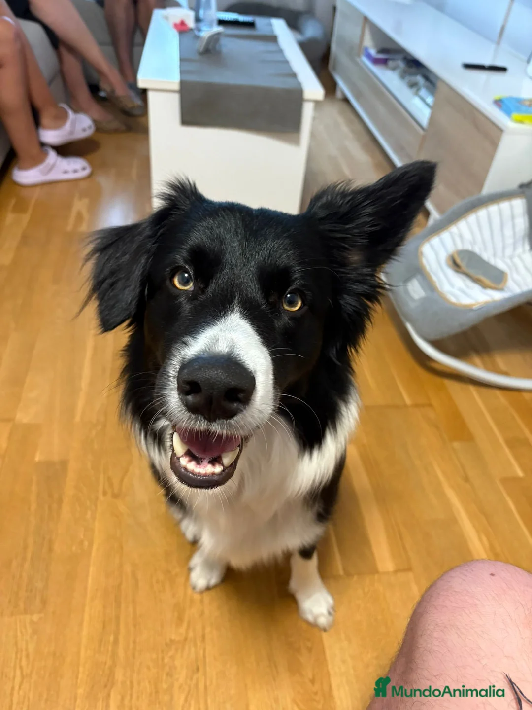 Border Collie perros para monta: Macho para monta - Anuncio 1