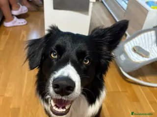 Border Collie perros Macho para monta - Anuncio 2