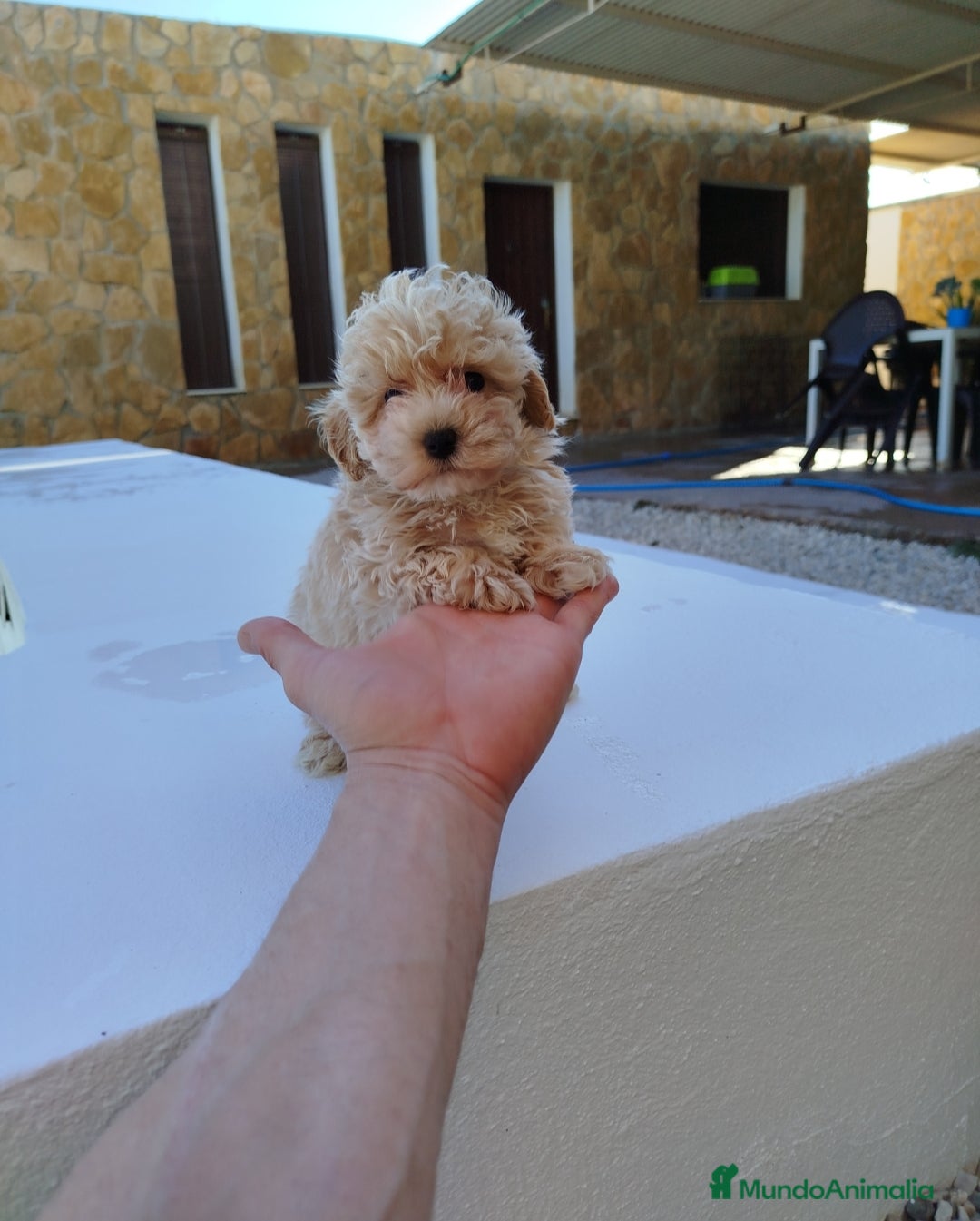 Maltipoo perros Maltipoo  - Anuncio 3