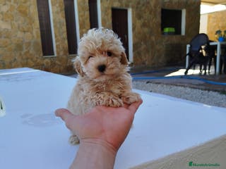 Maltipoo perros Maltipoo - Anuncio 12