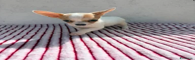 Chihuahua 1