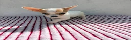 Chihuahua perros en venta: Chihuahua toy  - Anuncio 7