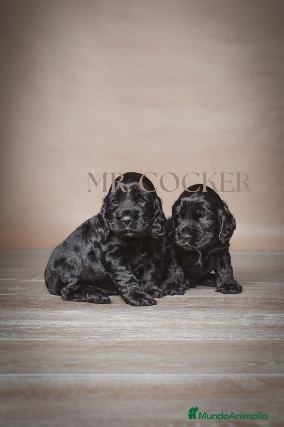 Cocker Spaniel Inglés perros en venta: Cocker Spaniel Ingés, cachorros - Anuncio 7