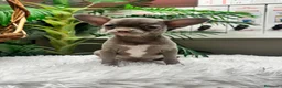 Chihuahua perros en venta: CHIHUAHUA MACHO LILAC - Anuncio 8