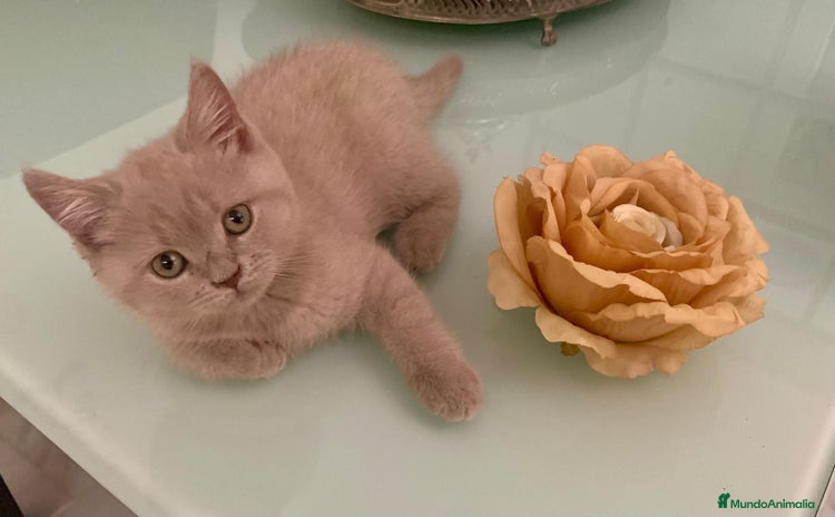 Británico de Pelo Corto gatos - Anuncio 1