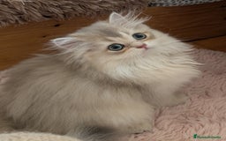 Británico de Pelo Largo gatos en venta: Gatita British longhair azul golden, - Imagen 5