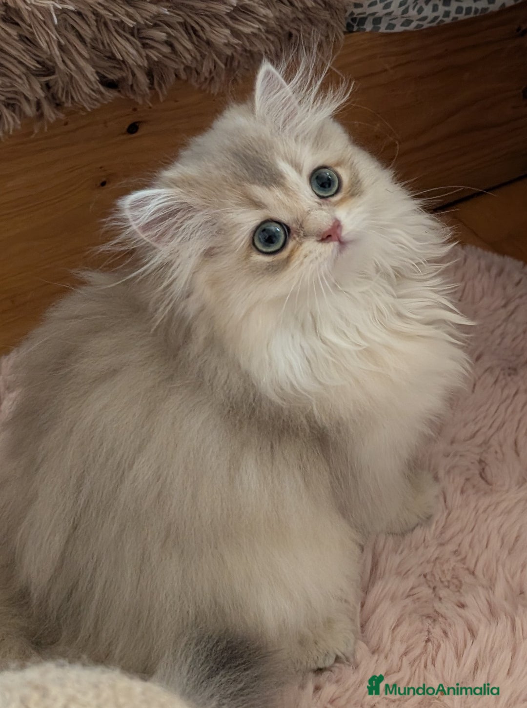 Británico de Pelo Largo gatos en venta: Gatita British longhair azul golden, - Imagen 5