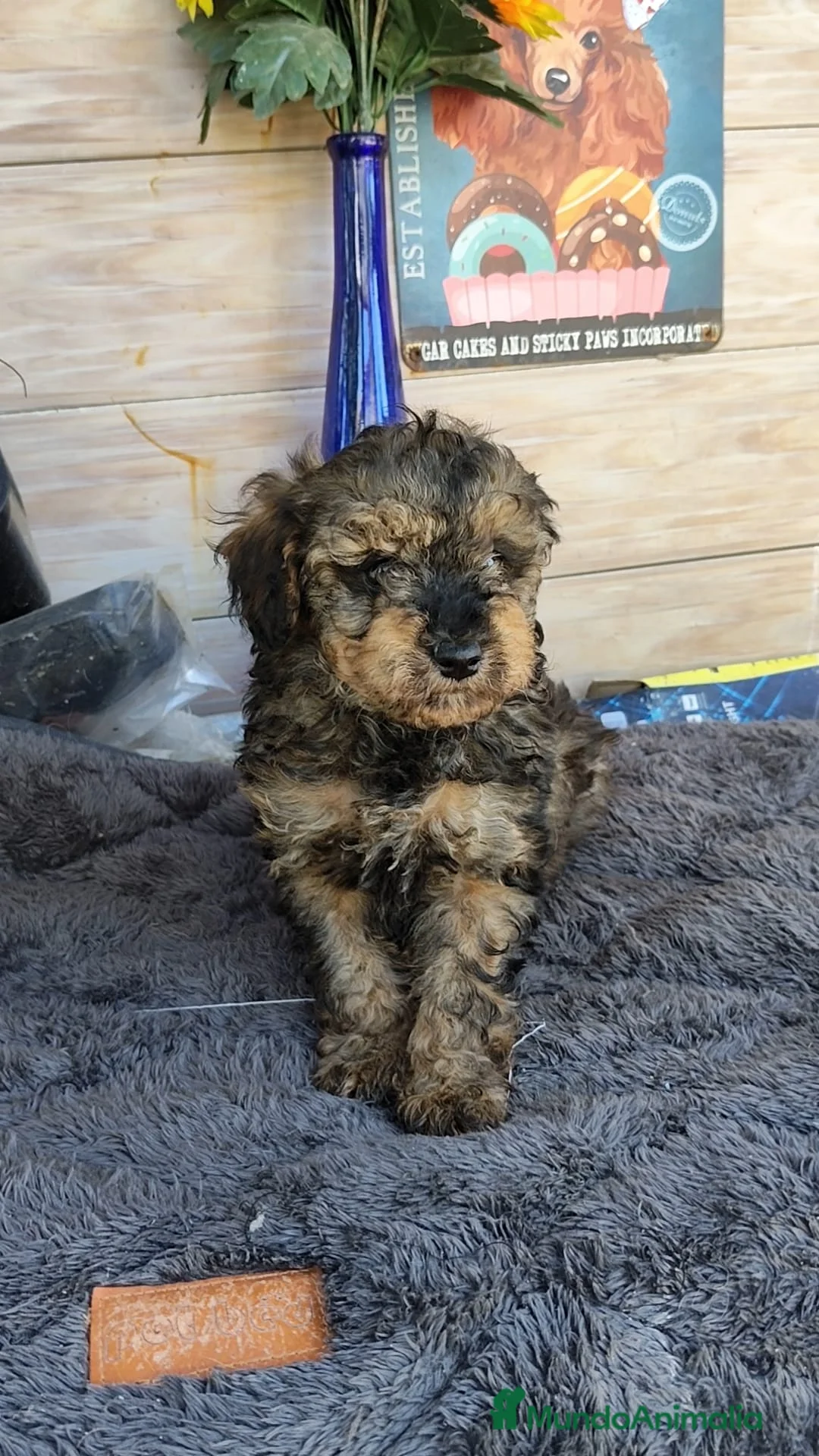 Caniche Toy perros en venta: Caniche toy - Anuncio 2