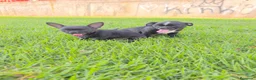Chihuahua perros en venta: Chihuahuas Machitos  - Anuncio 2