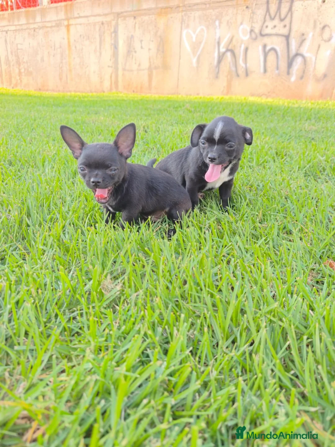 Chihuahua perros en venta: Chihuahuas Machitos  - Anuncio 2