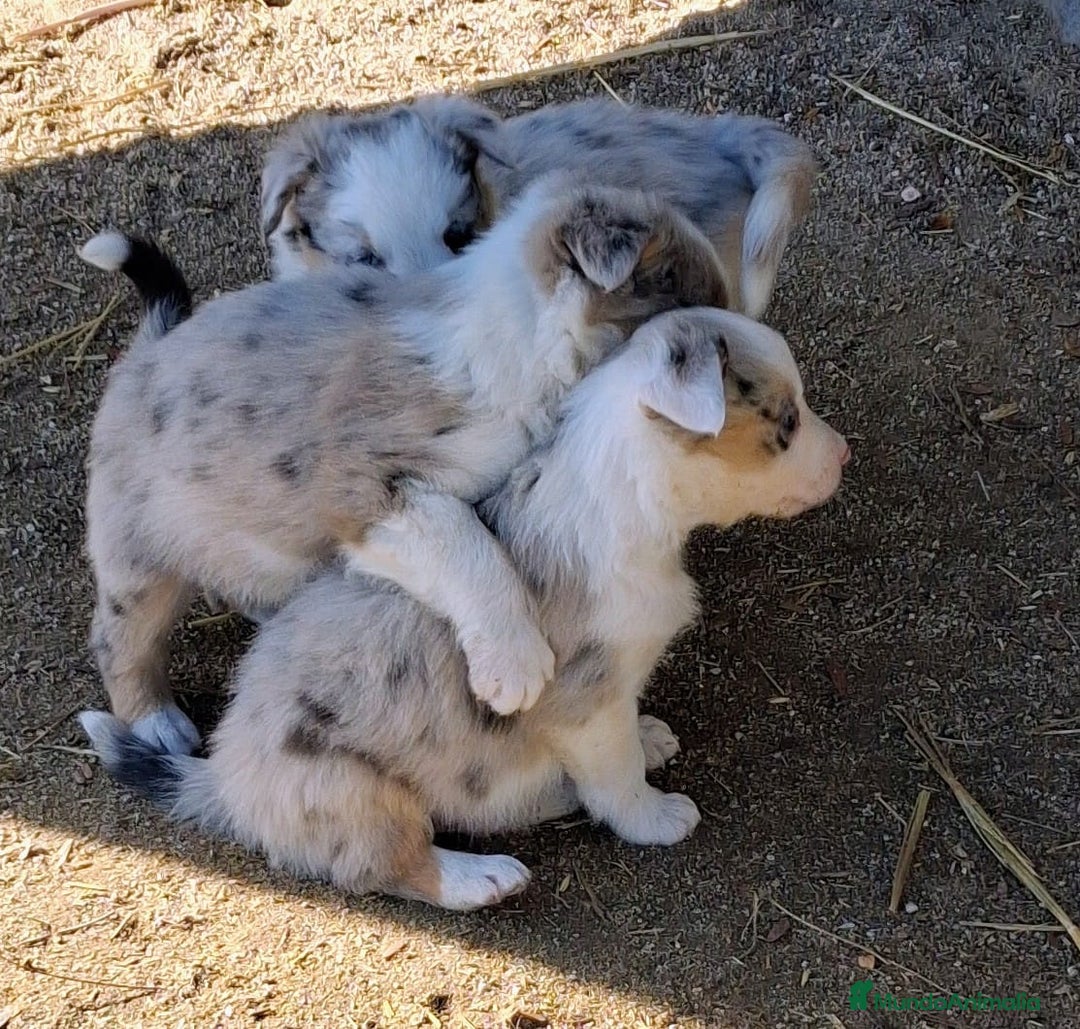 Border Collie perros en venta: Boder collie Getafe  - Anuncio 3