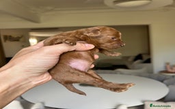 Caniche Toy perros en venta: Recién nacidos Caniche Toy rojos - Imagen 6
