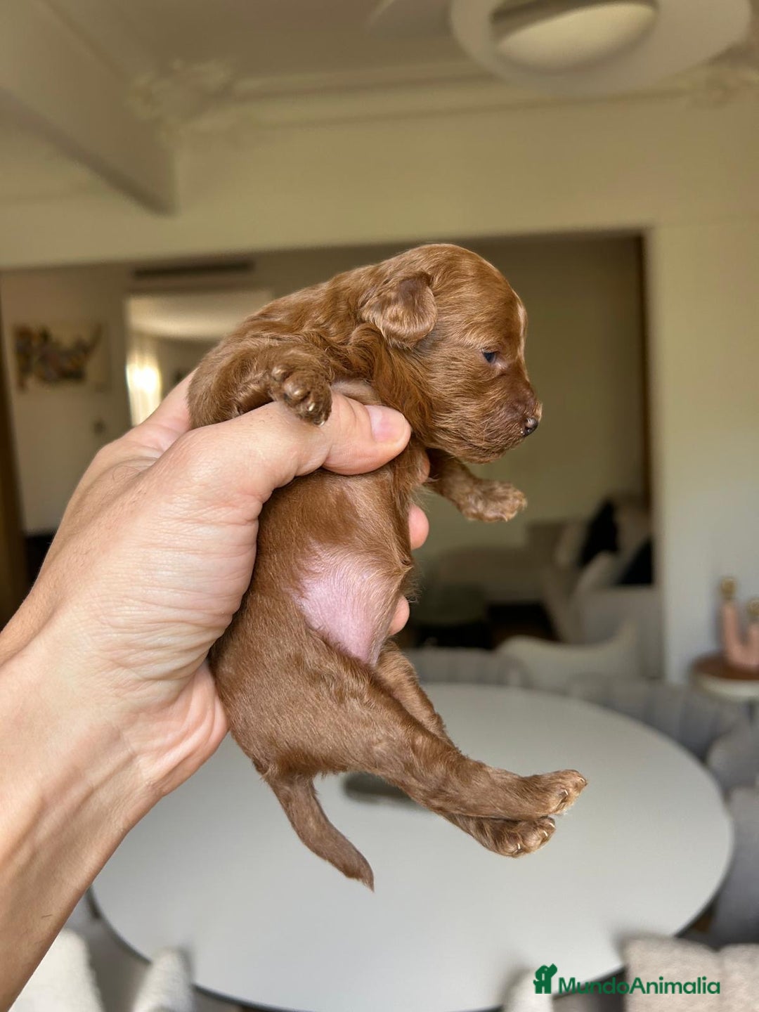 Caniche Toy perros en venta: Recién nacidos Caniche Toy rojos - Imagen 6