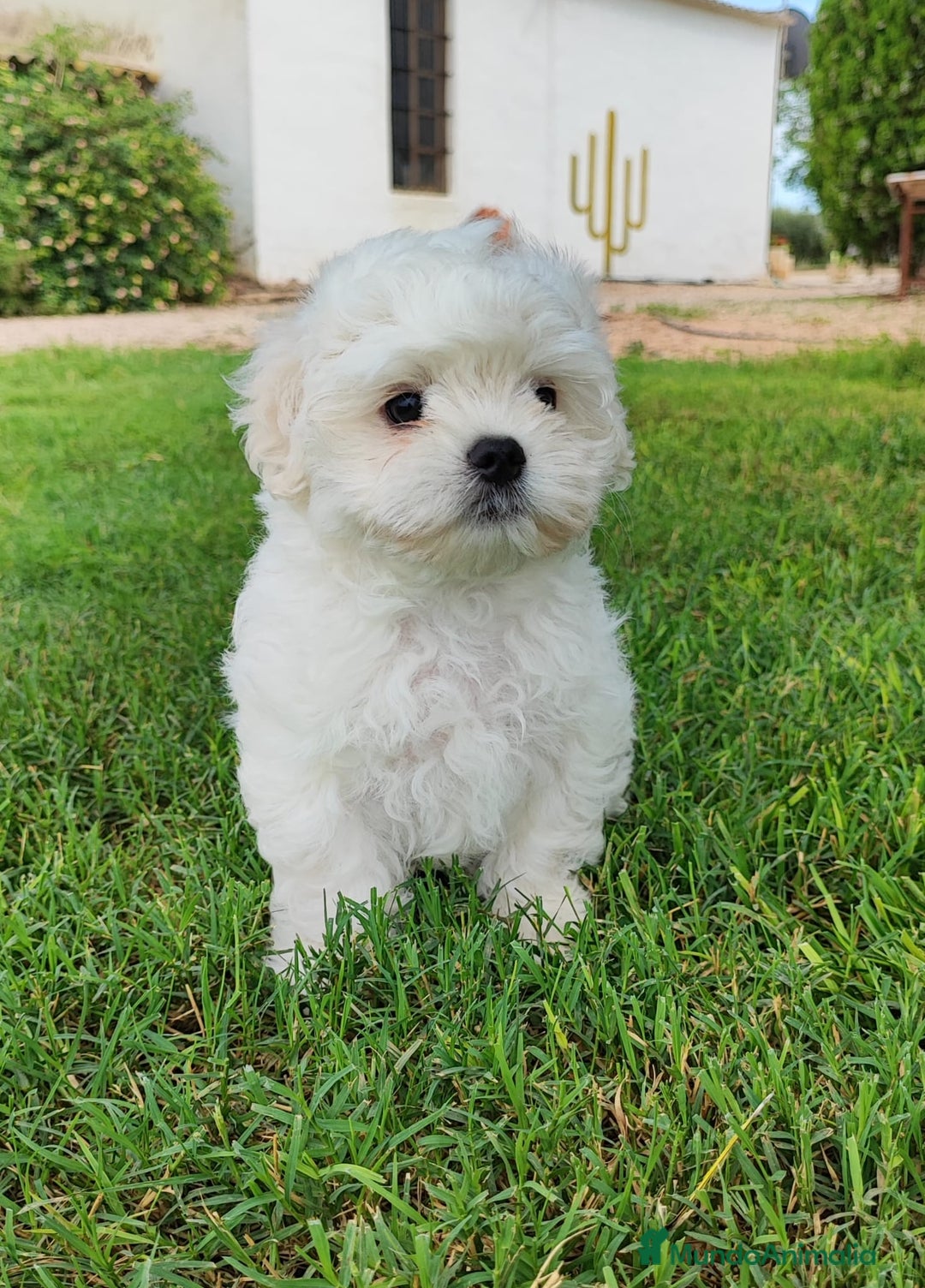 Bichón Maltés perros en venta: Camada Bichón Maltes criados en ambiente familiar  - Imagen 3