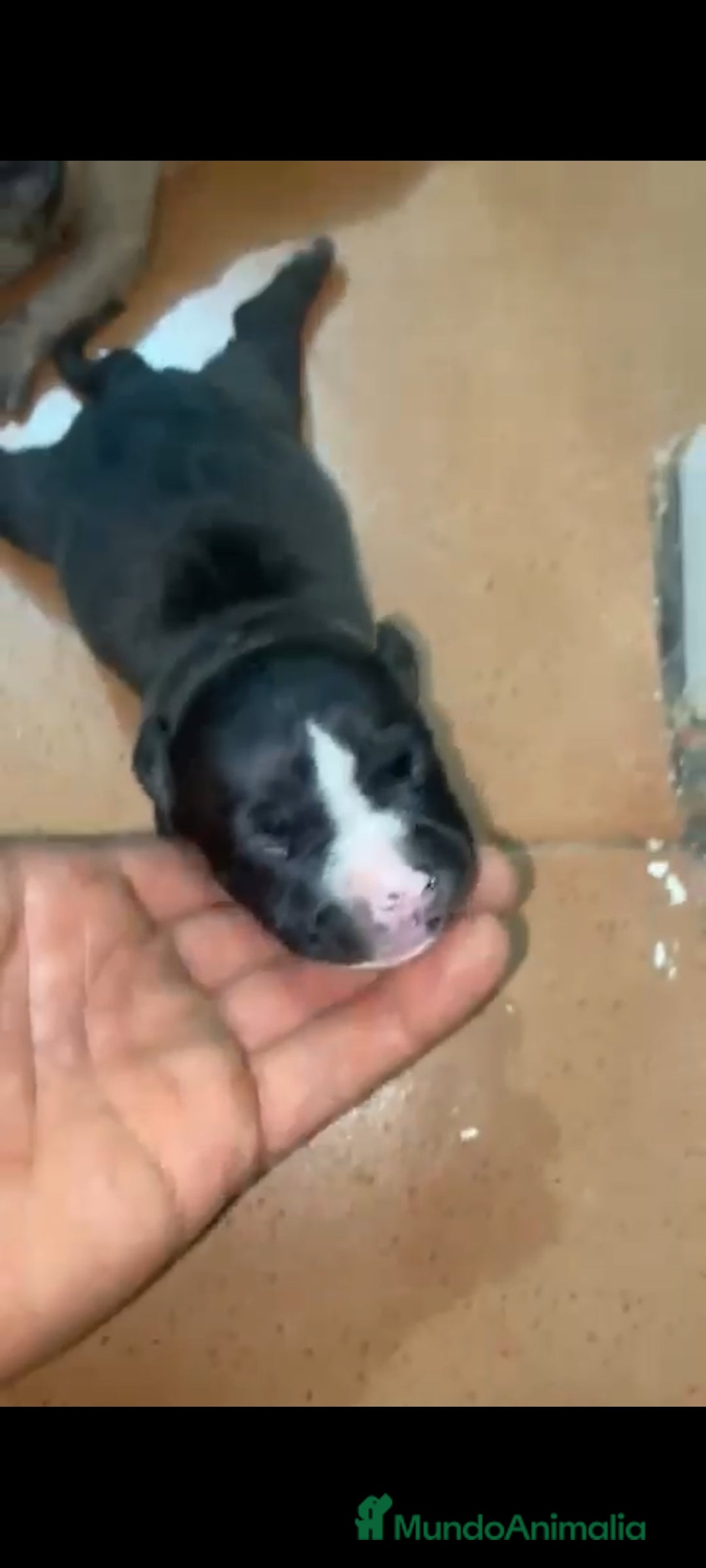 American Staffordshire-Terrier perros en venta: American Stanford  - Imagen 4