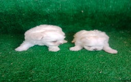 Bichón Maltés perros en venta: Hembritas Bichon Maltes  - Imagen 3
