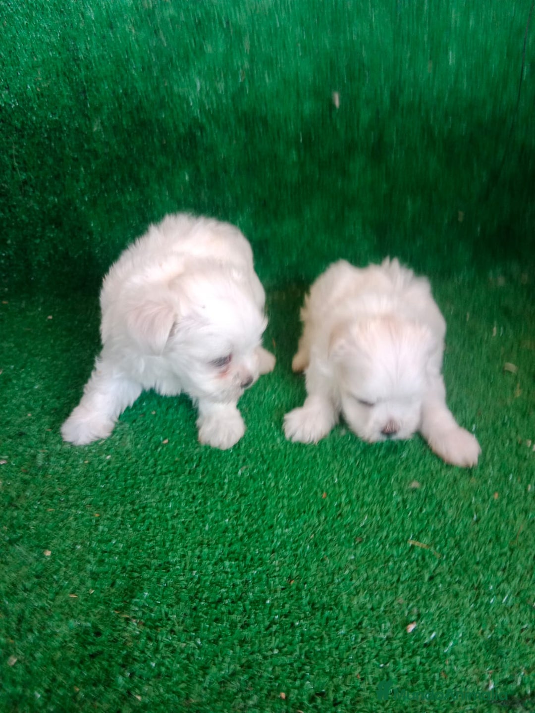 Bichón Maltés perros en venta: Hembritas Bichon Maltes  - Imagen 3