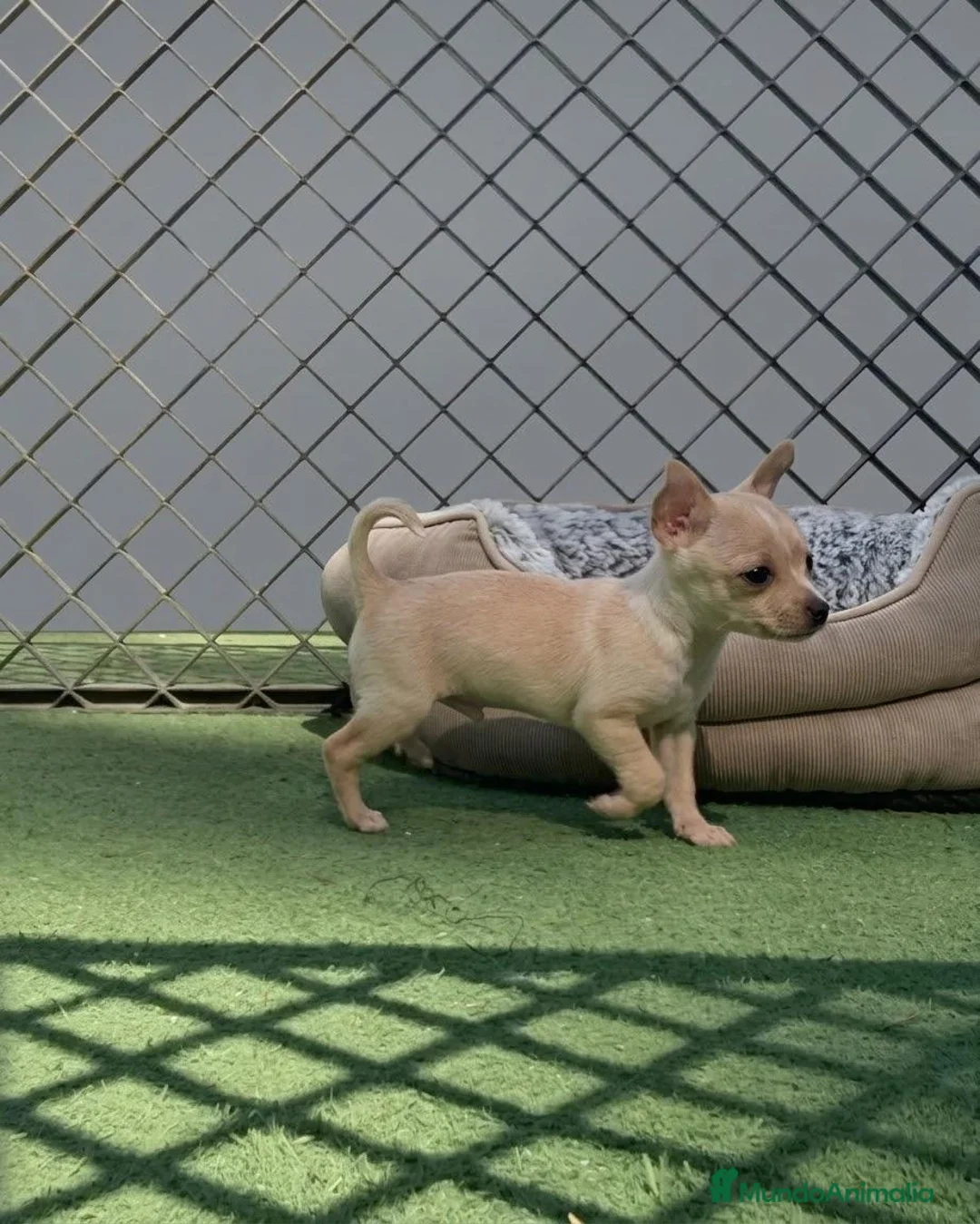 Chihuahua perros en venta: Chihuahua - Anuncio 5