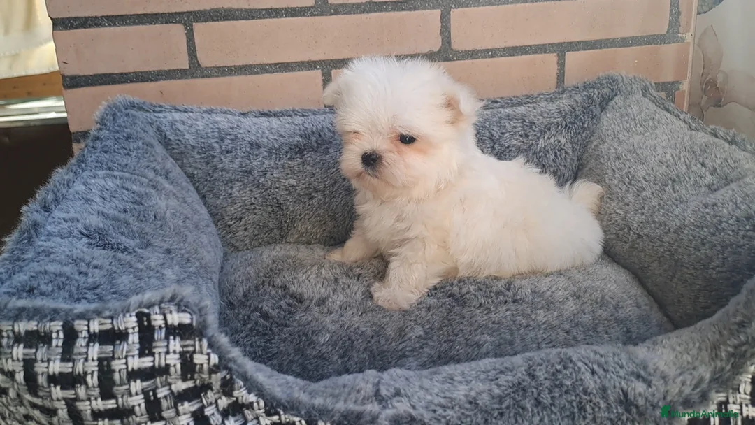 Bichón Maltés perros en venta: Cachorrito Bichon Maltes Toy  - Anuncio 1
