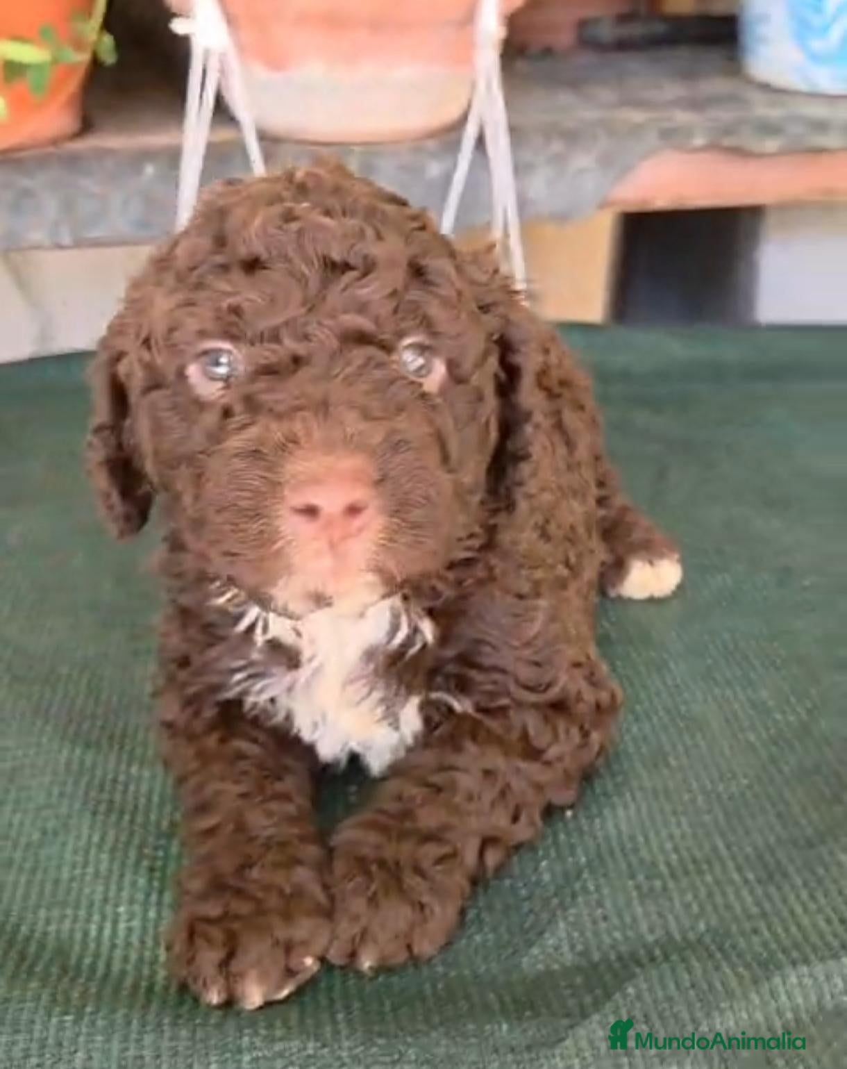 Perro de Agua Español perros CACHORRITOS DE PERROS DE AGUA  - Anuncio 2