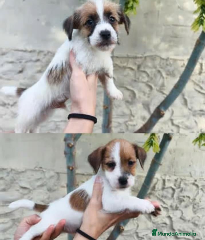 Jack Russell Terrier perros Cachorros de Jack Russell - Anuncio 1