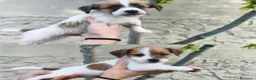 Jack Russell Terrier perros en venta: Cachorros de Jack Russell - Anuncio 1