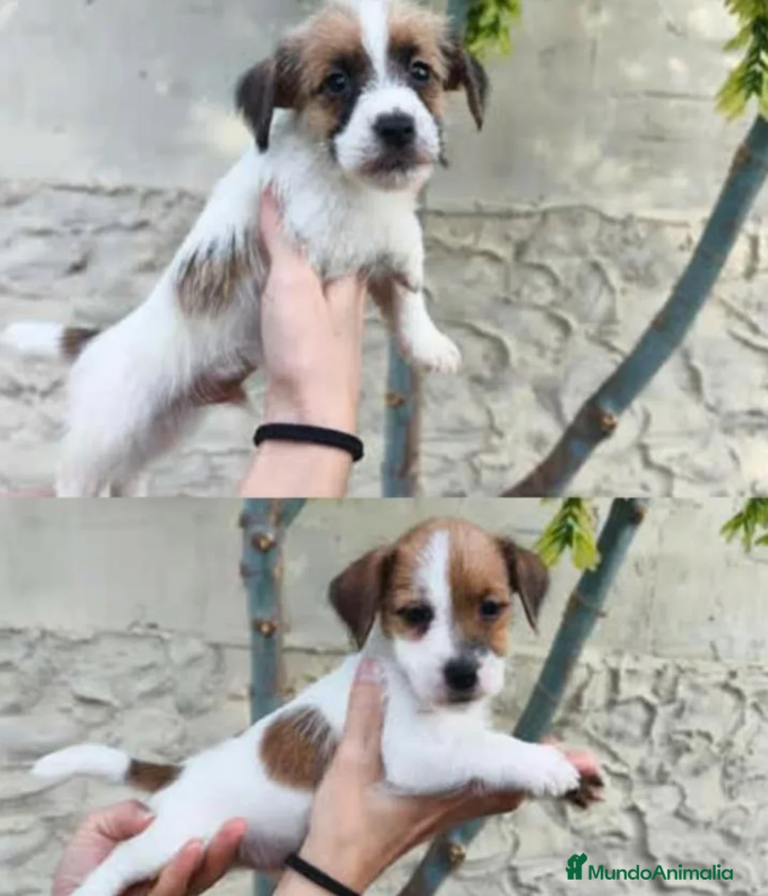 Jack Russell Terrier perros en venta: Cachorros de Jack Russell - Anuncio 1