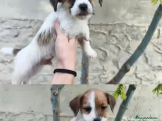 Jack Russell Terrier perros Cachorros de Jack Russell - Anuncio 1