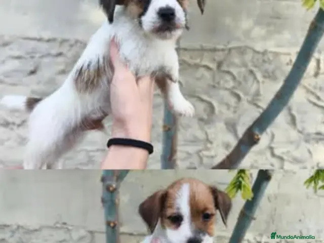 Jack Russell Terrier perros Cachorros de Jack Russell - Anuncio 1