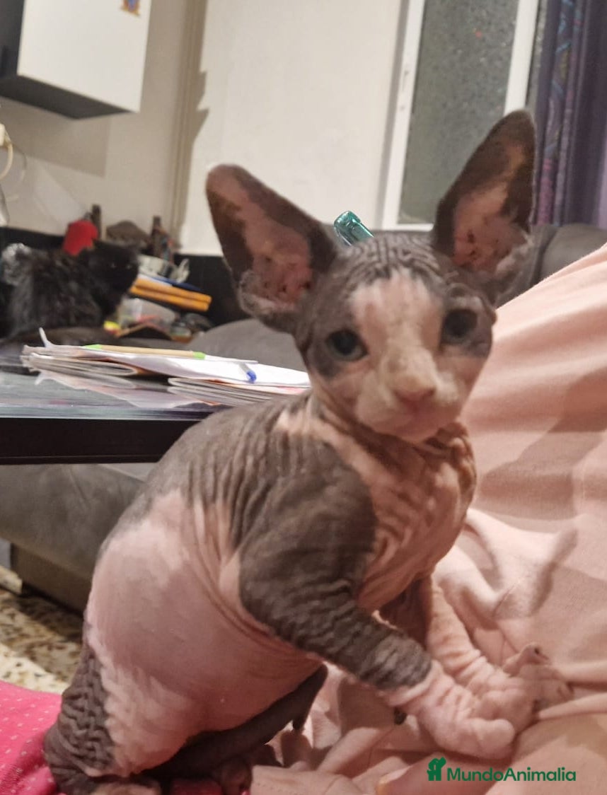 Sphynx gatos Gato sphinge  - Anuncio 27