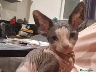 Sphynx gatos Gato sphinge - Anuncio 27