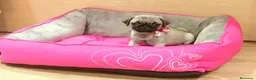 Carlino - Pug perros en venta: Carlino - Anuncio 6