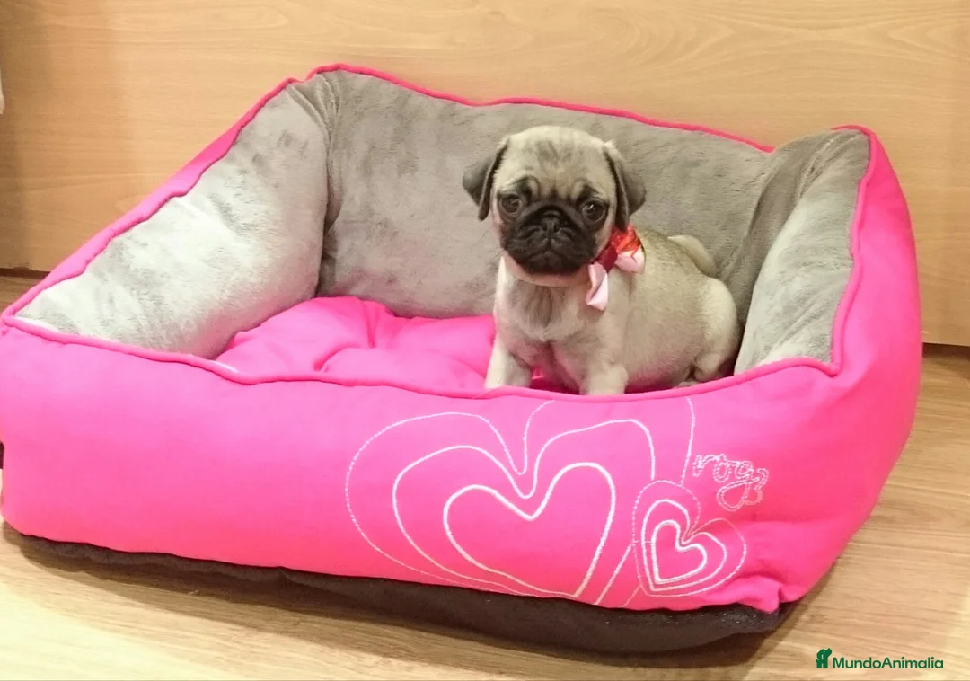 Carlino - Pug perros en venta: Carlino - Anuncio 6