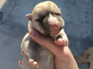 American Staffordshire-Terrier perros American Stanfordshire terrier. Calidad - Anuncio 22