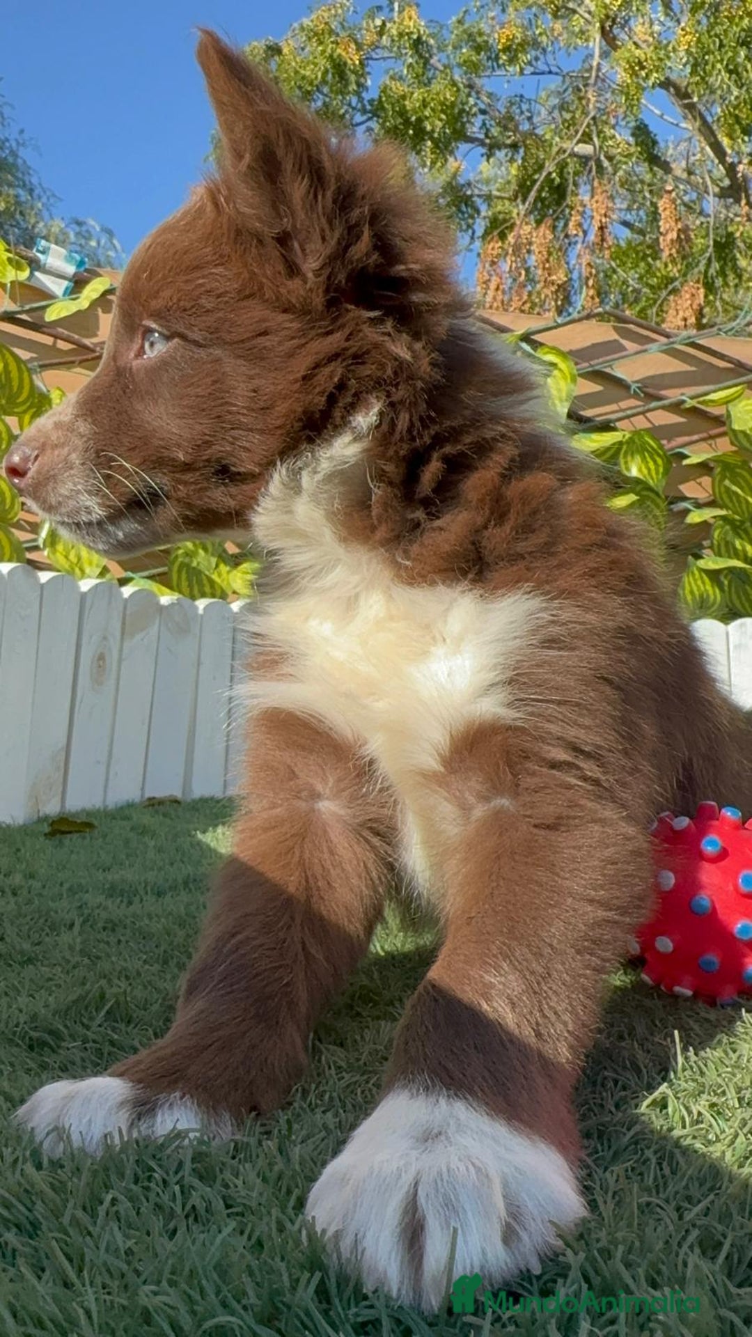 Border Collie perros en venta: BORDER COLLIE MACHO - Anuncio 3