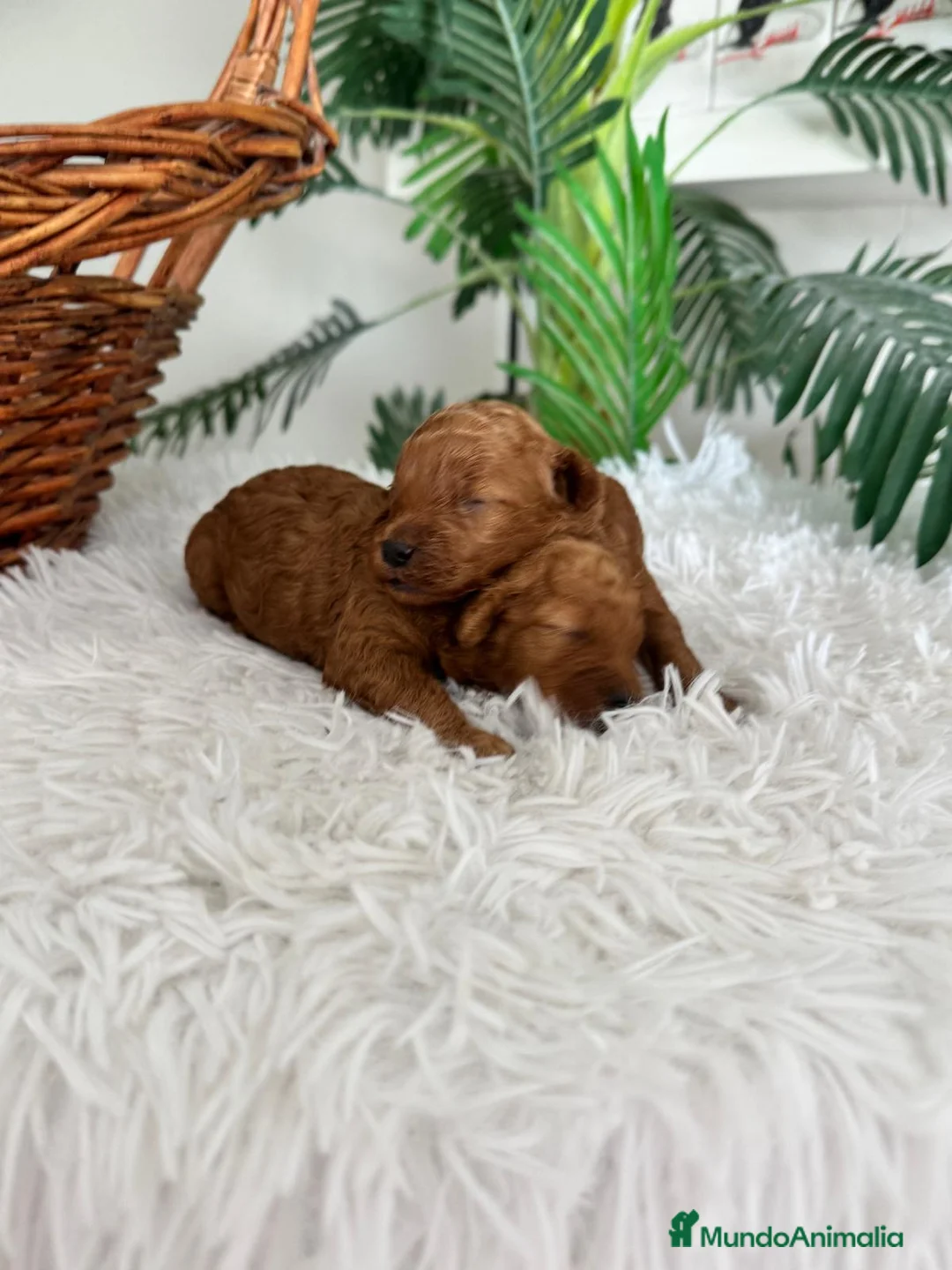 Caniche Toy perros en venta: CANICHE TOY HEMBRA - Anuncio 11