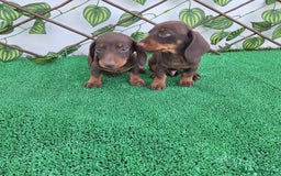 Teckel Miniatura perros en venta: TECKEL MINIATURA & KANINCHEN CHOCOLATE - Imagen 3