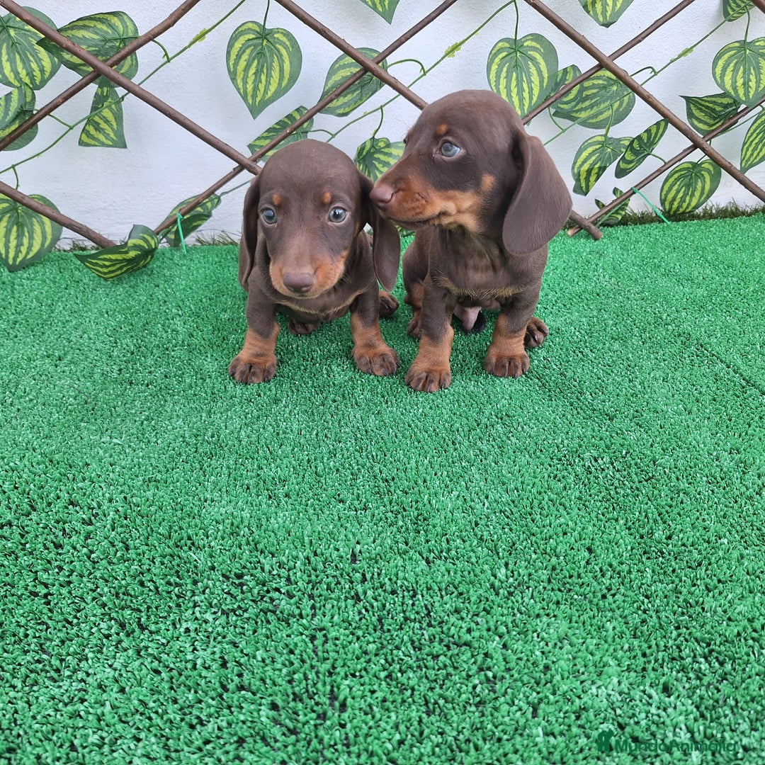 Teckel Miniatura perros en venta: TECKEL MINIATURA & KANINCHEN CHOCOLATE - Imagen 3
