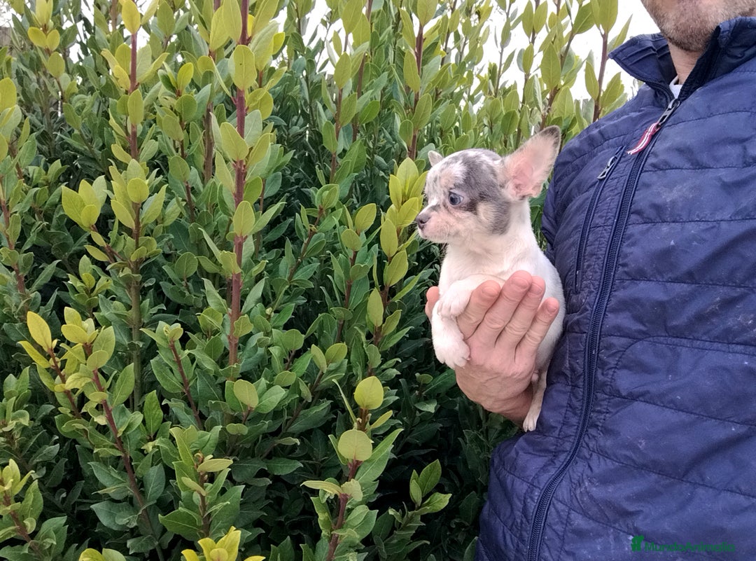 Chihuahua perros en venta: Chihuahua Toy  - Anuncio 2