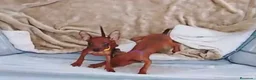 Pinscher Miniatura perros en venta: Cachorros pinscher rojos disponibles 🐶🐾 - Anuncio 1