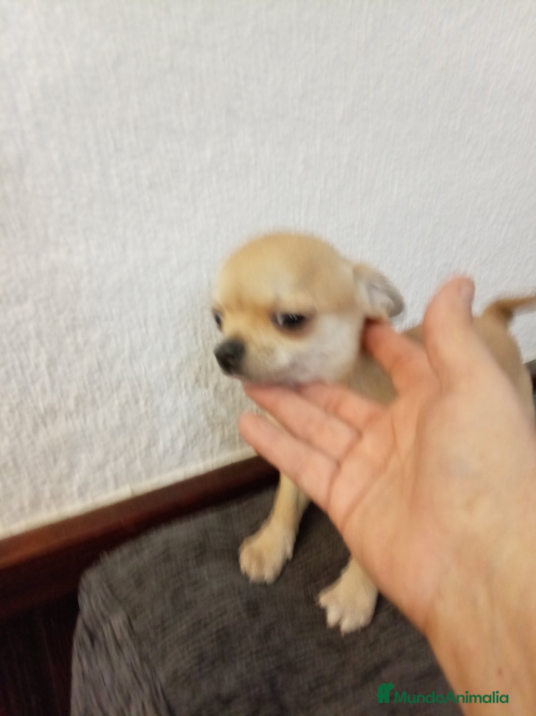Chihuahua perros en venta: Chihuahuas toy - Anuncio 8